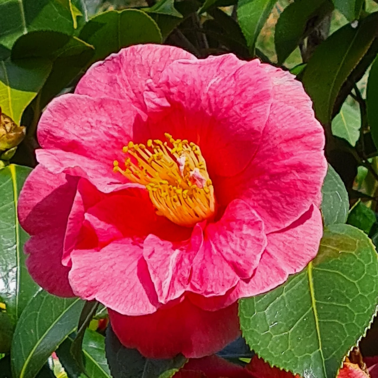 C. japonica 'Akashigata' AGM